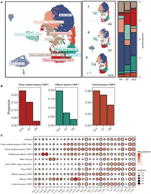 Comprehensive immune landscape of lung-resident memory CD8+ T cells after influenza infection and reinfection in a mouse model